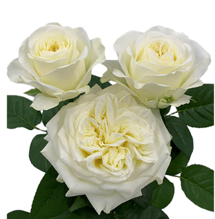 Delightful Summer Bridesmaid Bouquet