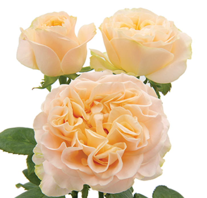 Delightful Summer Bridesmaid Bouquet