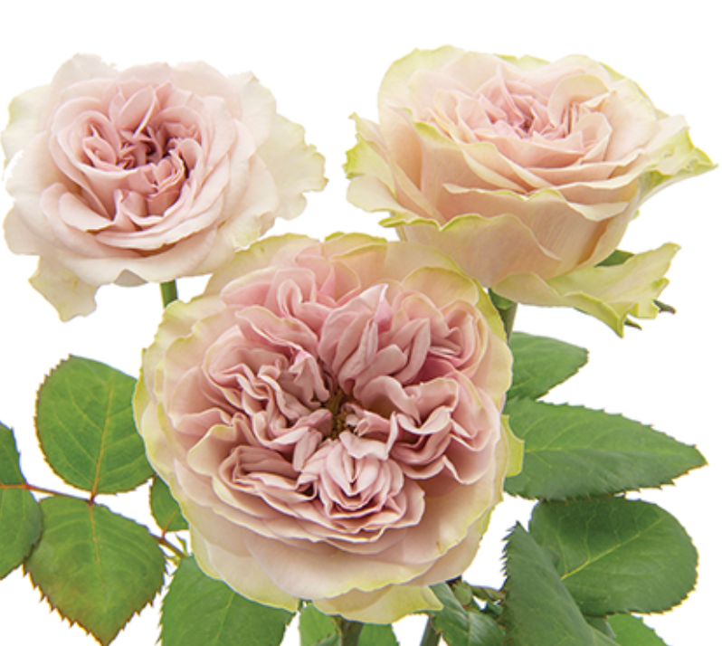 Delightful Summer Bride Bouquet