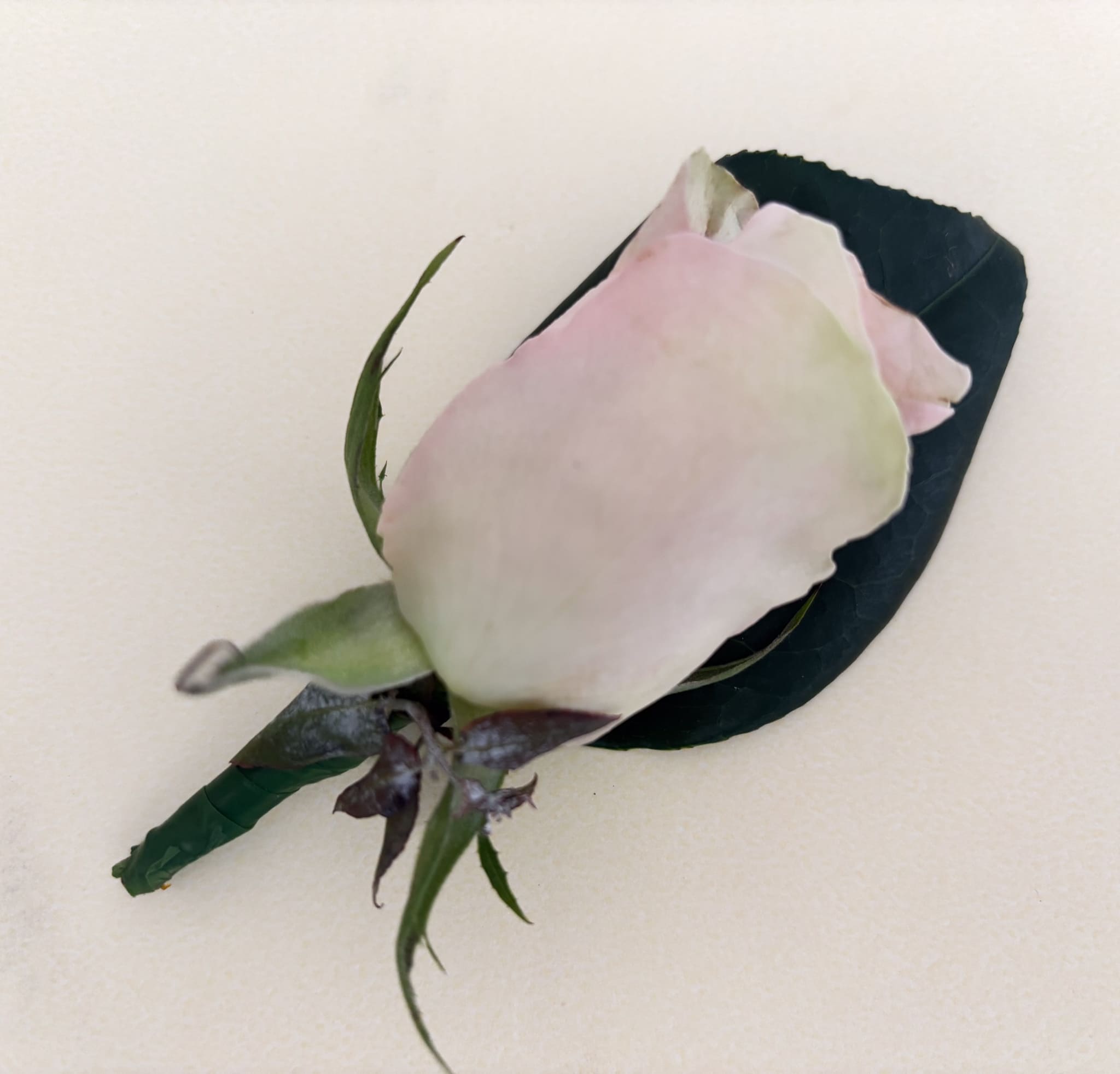 Rose Buttonhole